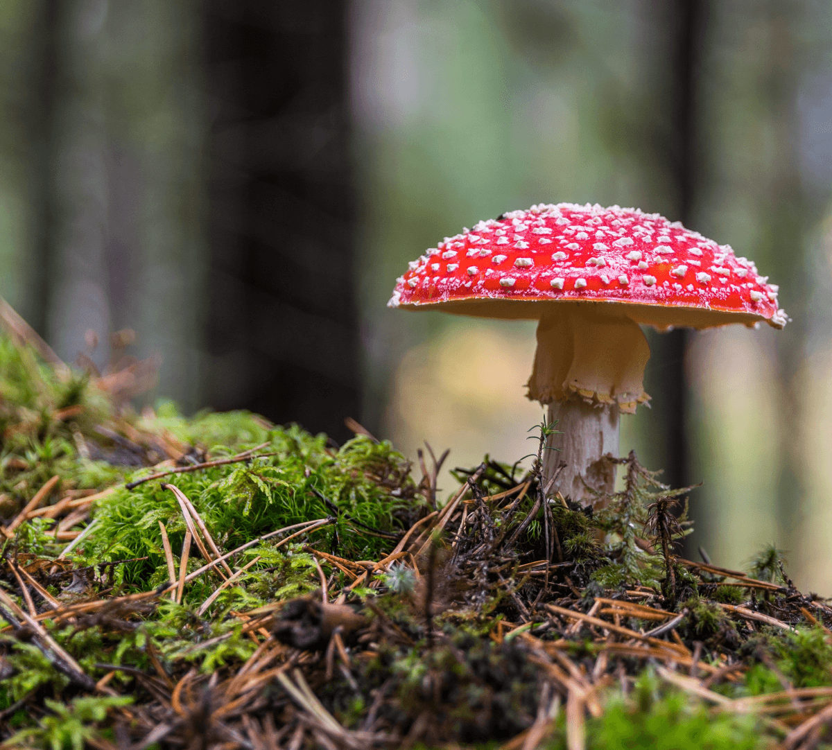 Plantes et champignons